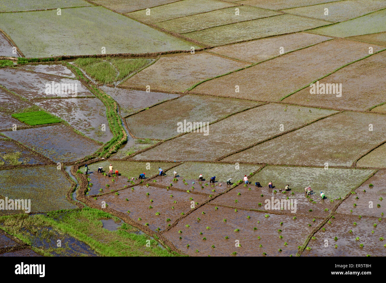 Les champs de riz en forme de spiders web, près de Ruteng, à l'ouest de Flores, Nusa Tenggara est moindre, îles de la sonde, Indonésie, Sou Banque D'Images