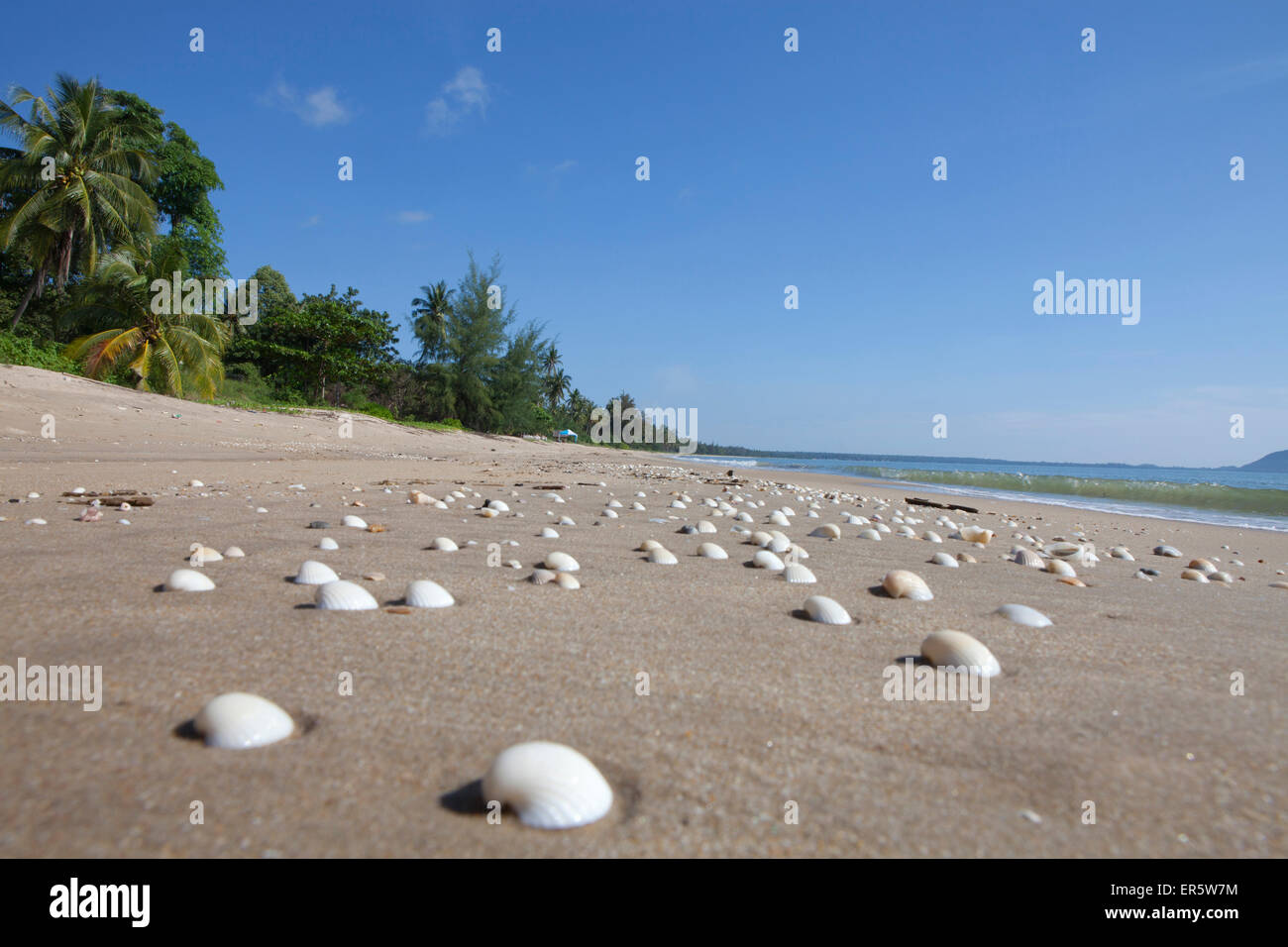 Coquillages sur la plage, Bang Saphan, Prachuap Khiri Khan, Thaïlande, Asie Province Banque D'Images