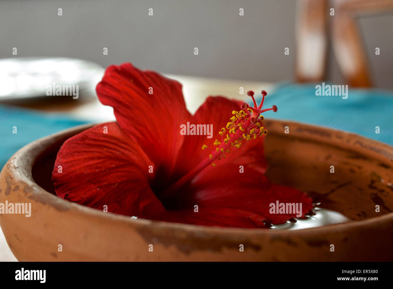 Fleur d'hibiscus dans un pot en argile, Vattersgarden Ayurveda Resort Kottegoda près de Dickwella, à l'ouest de Tangalle dans le sud de Sri Lank Banque D'Images