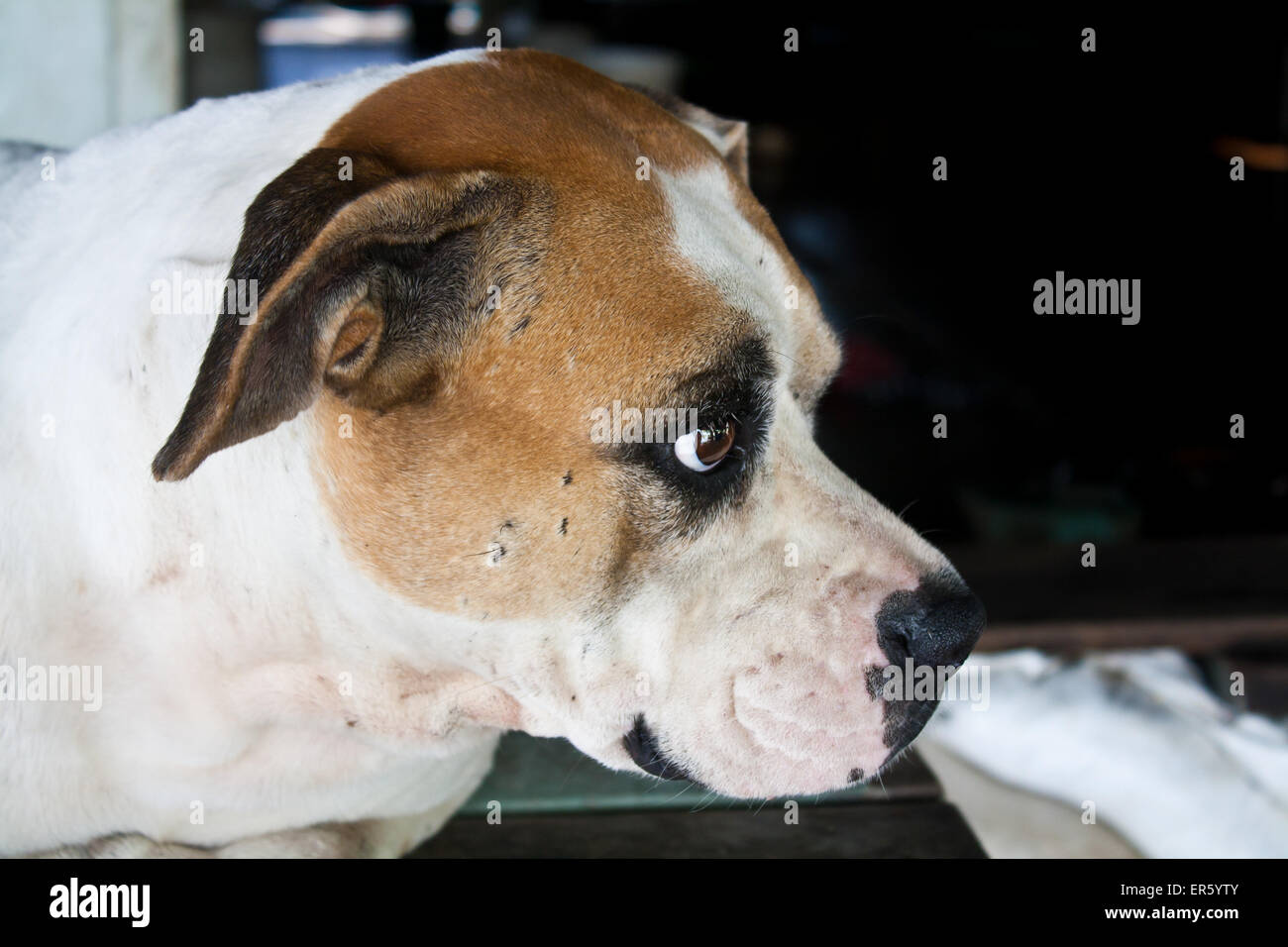 Le chien aux yeux tristes Stock Photo Banque D'Images