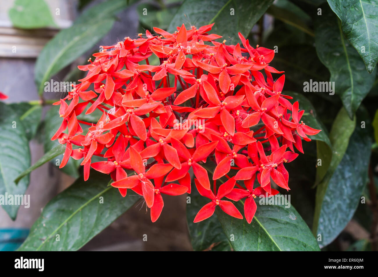 Belle fleur rouge Ixora Ixora (sp.) dans un parc Banque D'Images