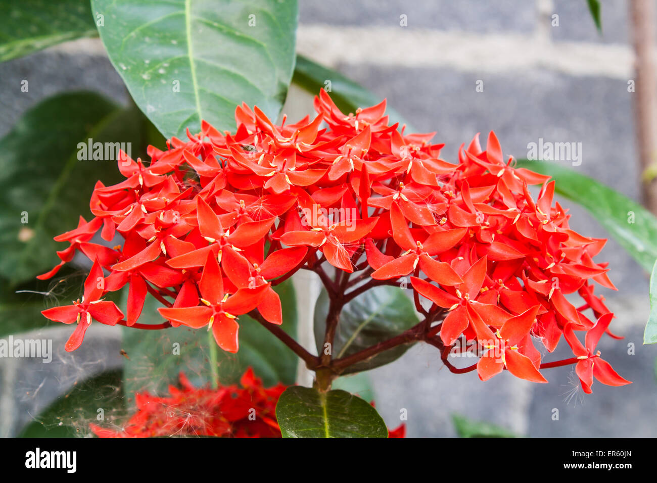 Belle fleur rouge Ixora Ixora (sp.) dans un parc Banque D'Images