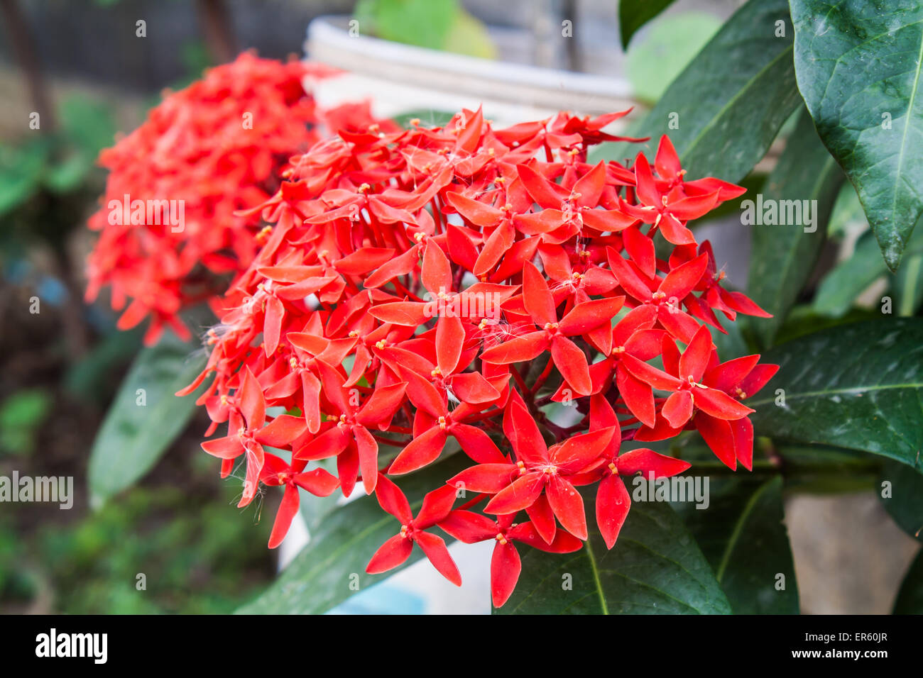 Belle fleur rouge Ixora Ixora (sp.) dans un parc Banque D'Images Belle fleur rouge Ixora Ixora (sp.) dans un parc Banque D'Images