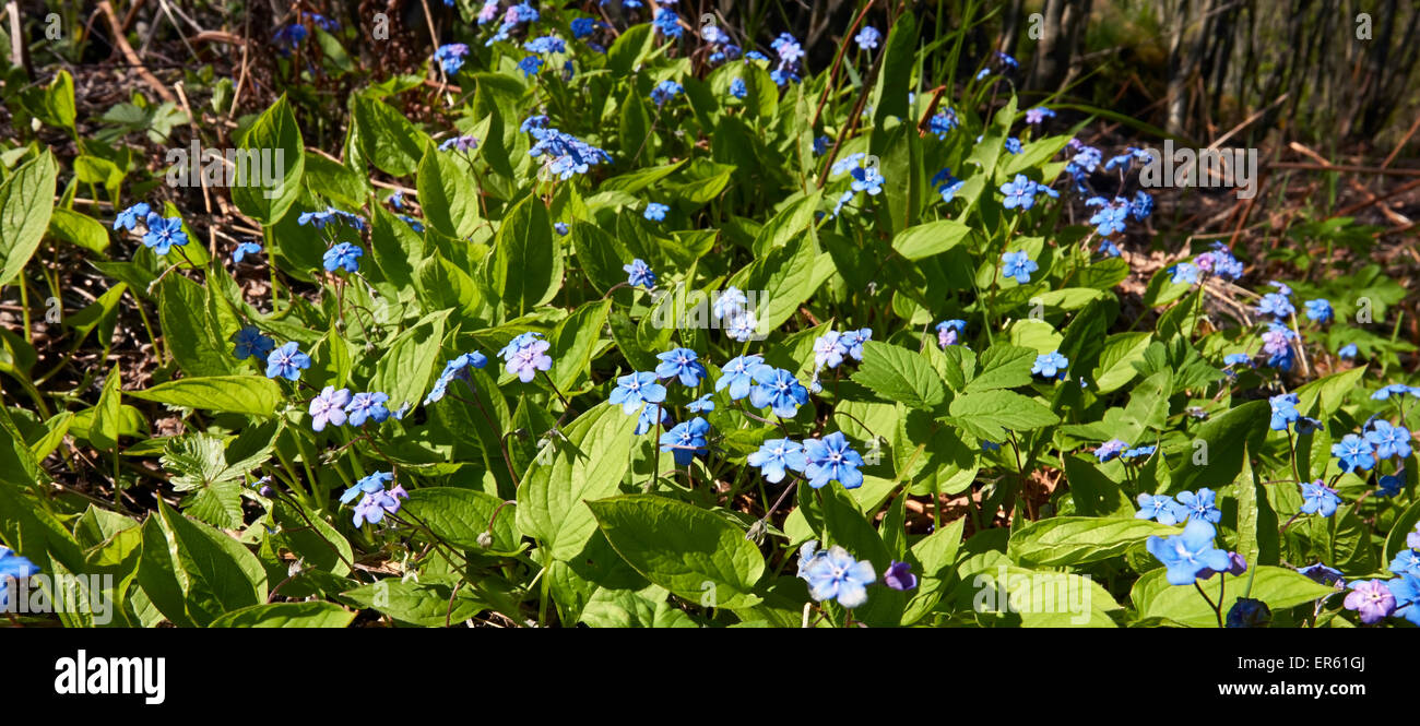 Omphalodes verna, navelwort rampante floraison, Finlande Banque D'Images