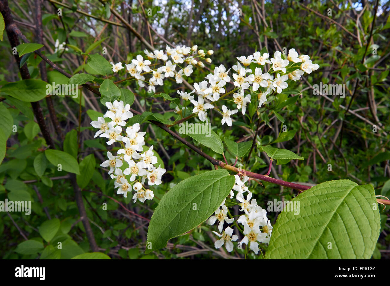 Prunus padus, micocoulier blooming, Finlande Banque D'Images