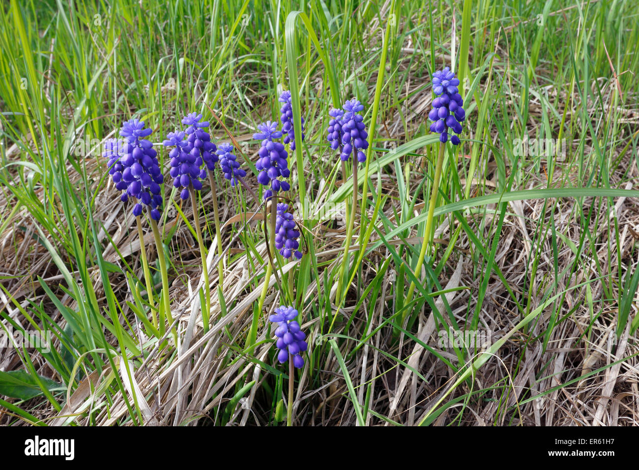 Muscari botryoides, Muscaris blooming, Finlande Banque D'Images