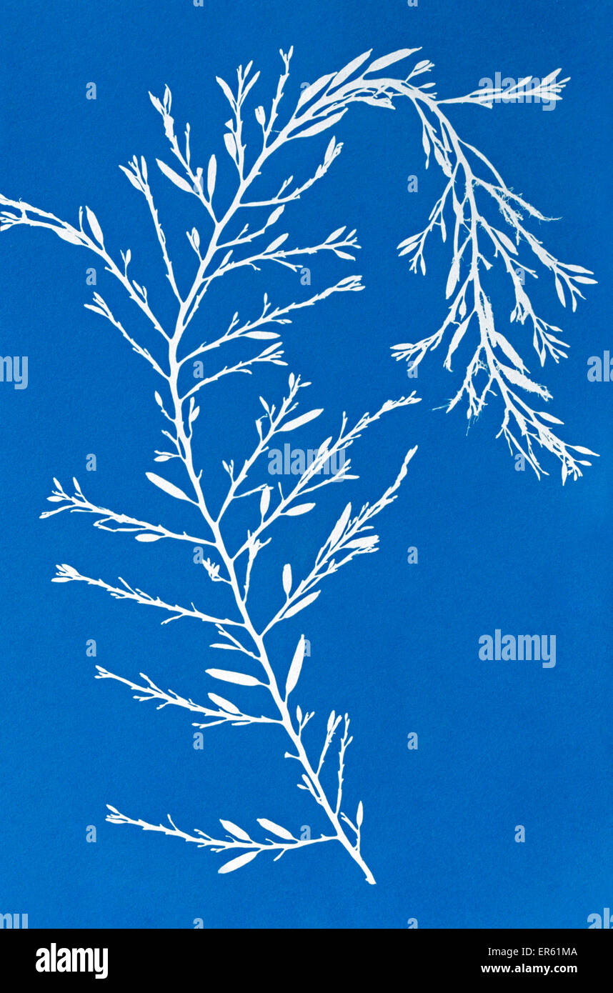Plan d'algues cyanotype blanc donne une image négative sur un fond bleu procédé inventé par Sir John Herschel Banque D'Images