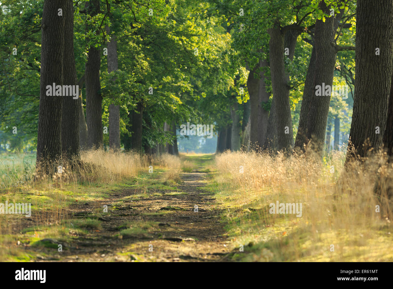 Lane vide d'arbres dans un parc sur un matin ensoleillé Banque D'Images