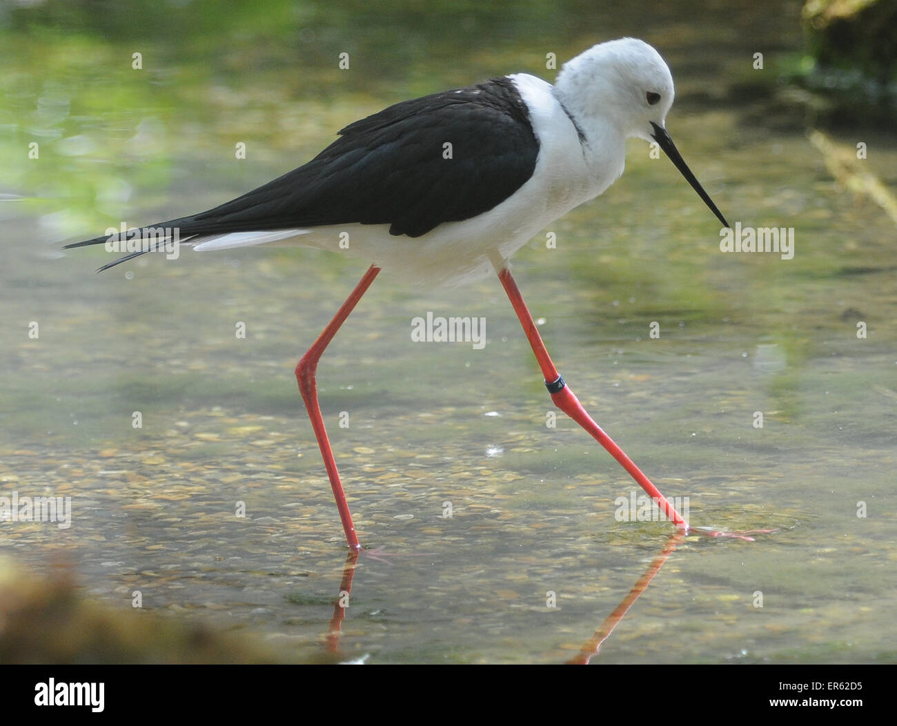 Black winged stilt, Himantopus himantopus Banque D'Images