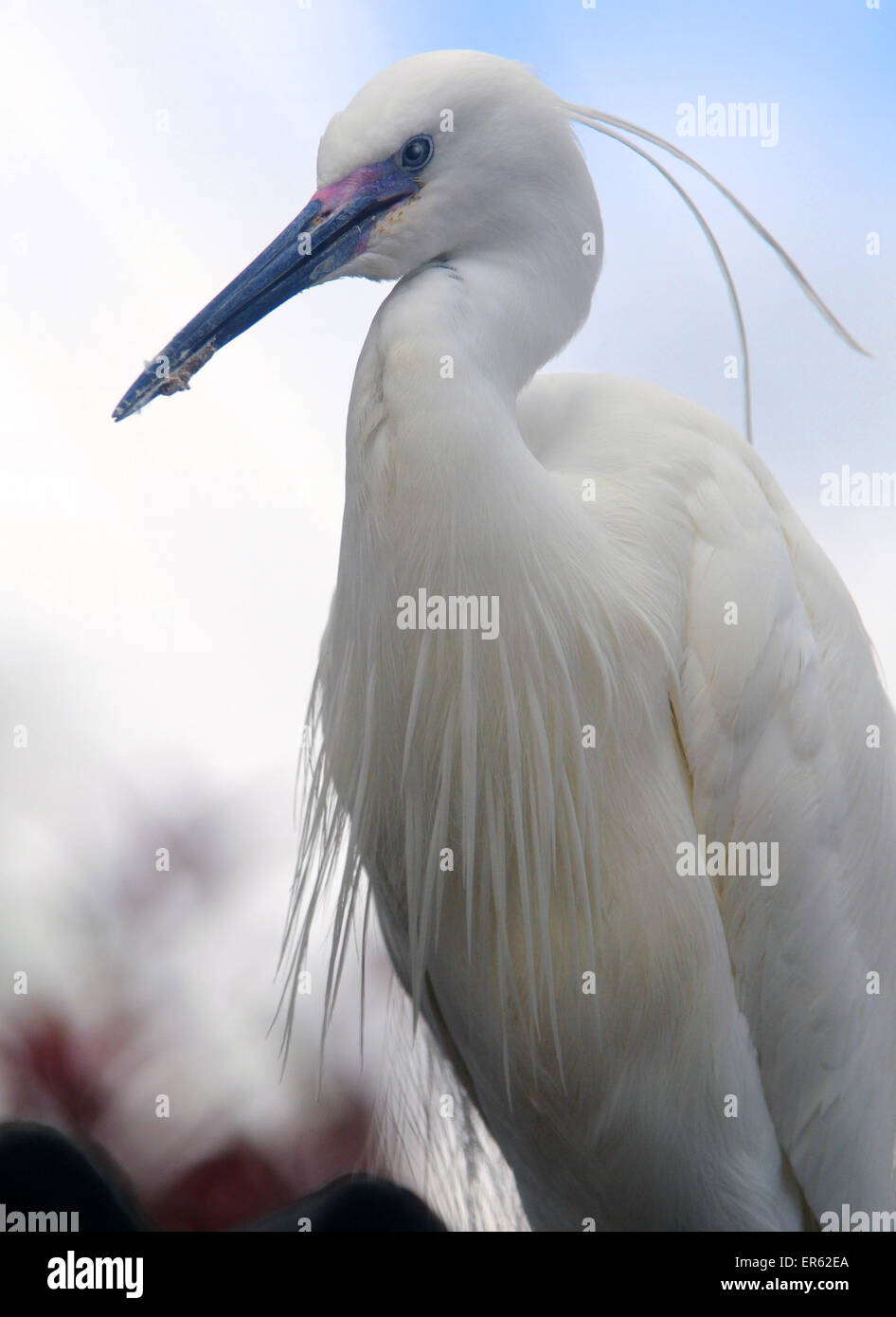 L'aigrette garzette, Egretta garzetta Pic Mike Walker, Mike Walker Images Banque D'Images