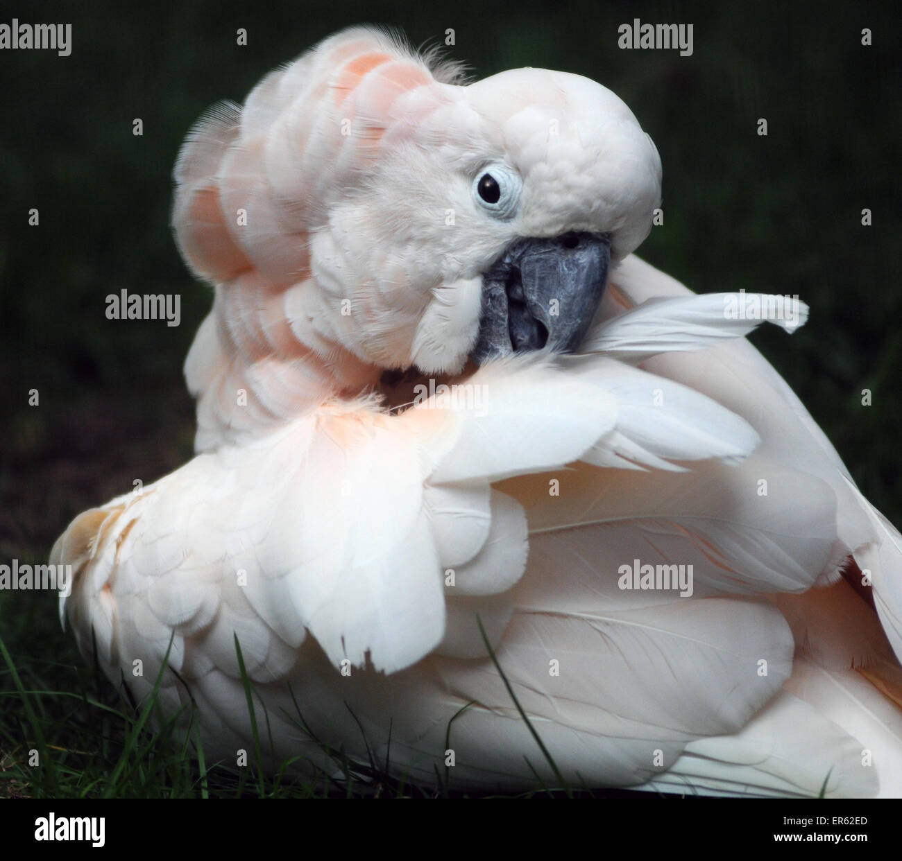 Un cacatoès des Moluques, aussi connu comme le saumon, le cacatoès Cacatua mollucensis, originaire de l'Indonésie. Pic Mike Walker, Mike Wa Banque D'Images