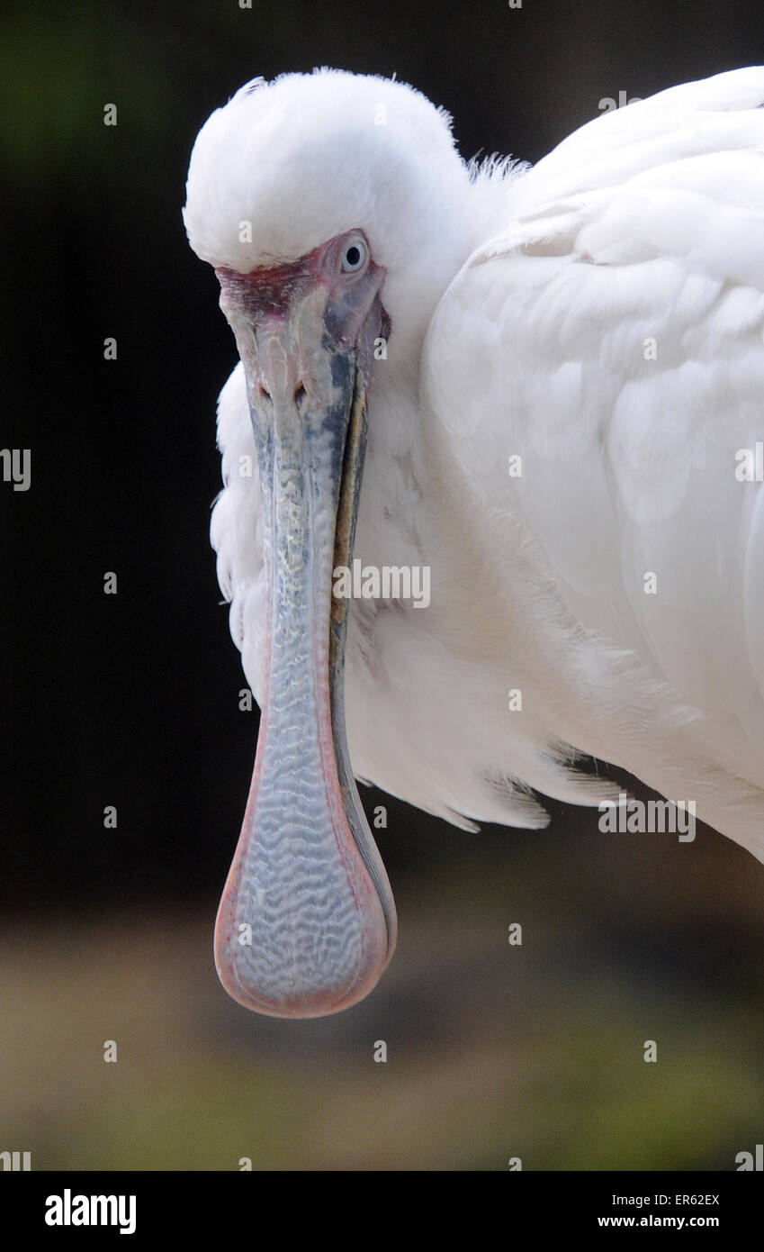 La Spatule blanche Platalea alba, au parc d'attractions et parc animalier Birdworld, Farnham, Surrey Banque D'Images