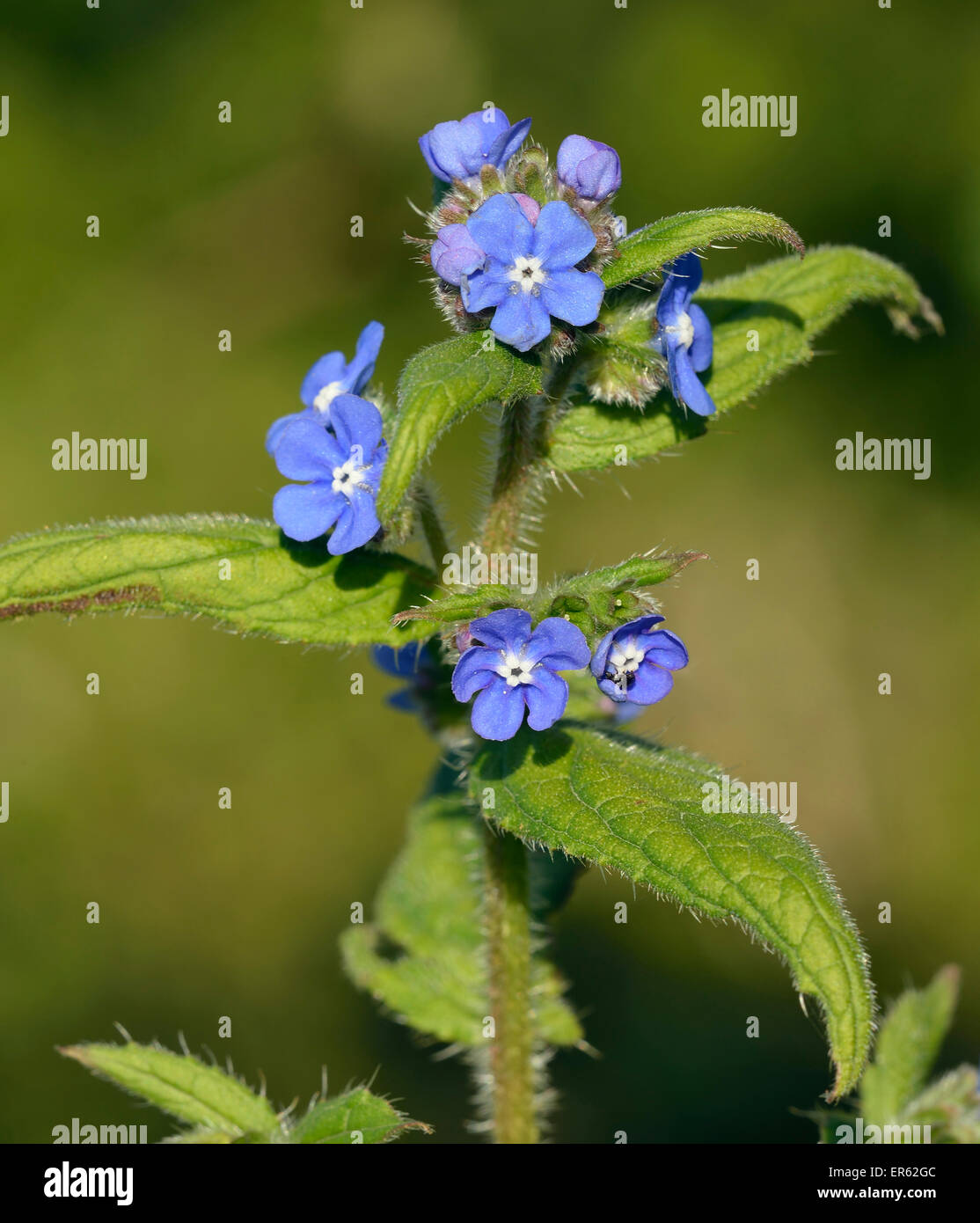 Orcanette vert - Pentaglottis sempervirens fleur bleue de haies Banque D'Images