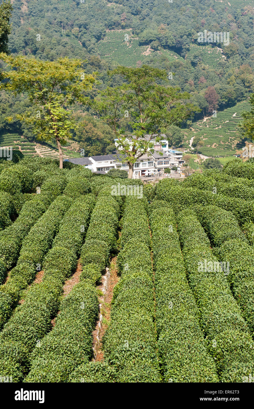 Les usines de thé (Camellia sinensis), plantation de thé Longjing, Village, près de Hangzhou, Province de Zhejiang, Chine Banque D'Images