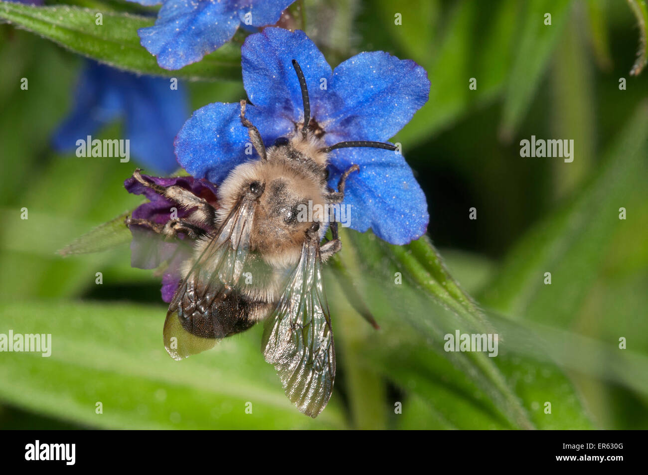 Hairy-Footed (Anthophora plumipes abeille fleur), homme en quête de nectar sur Grémil pourpre (Buglossoides purpurocaerulea) Banque D'Images