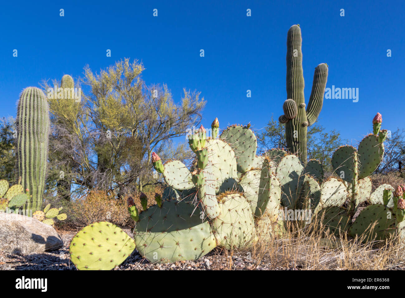 Cactus Saguaro Cactus avec paysage (Carnegiea gigantea) et d'Engelmann's Cactus (Opuntia engelmannii) Banque D'Images