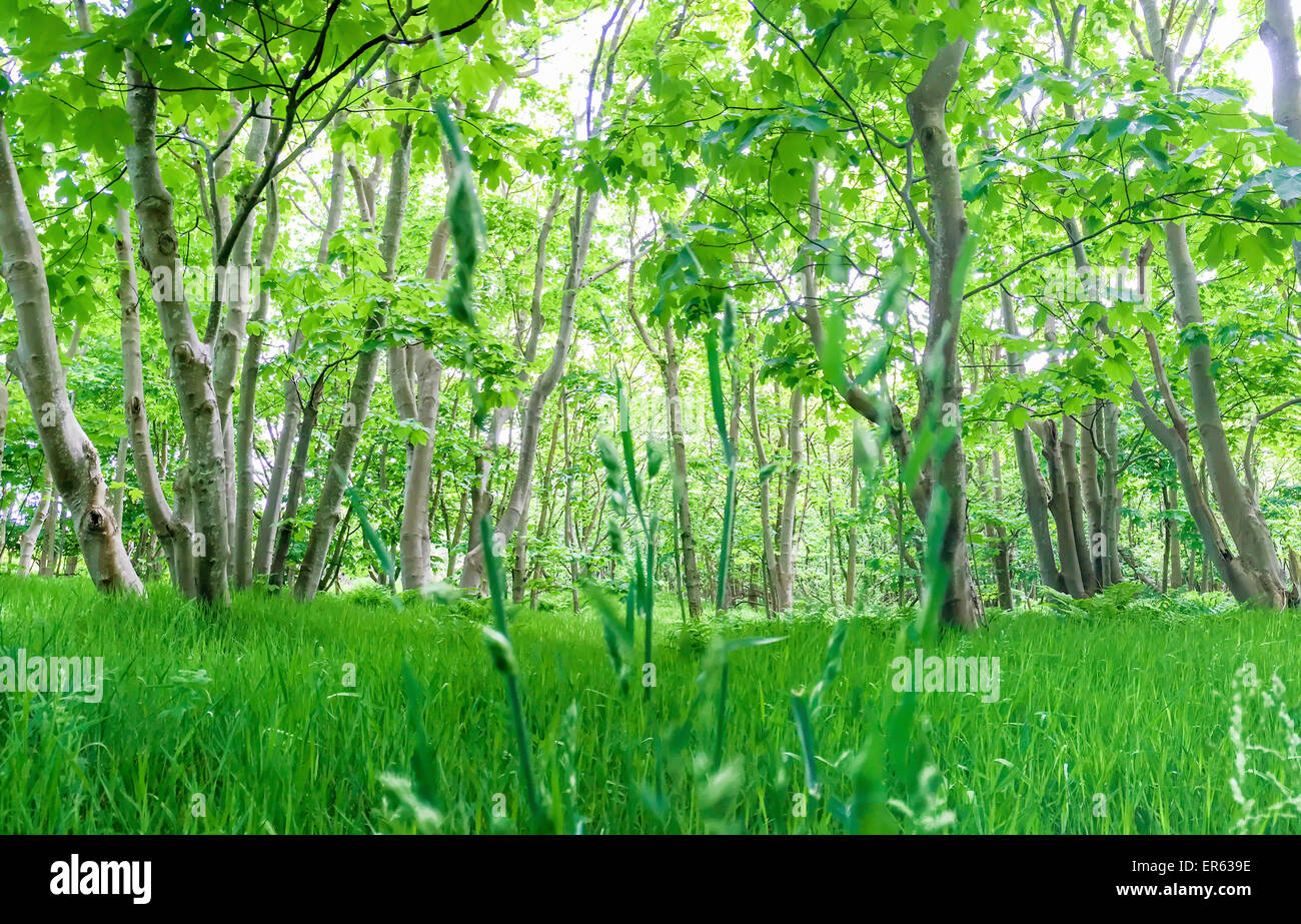 Forêts vierges cultivés Fine Banque D'Images