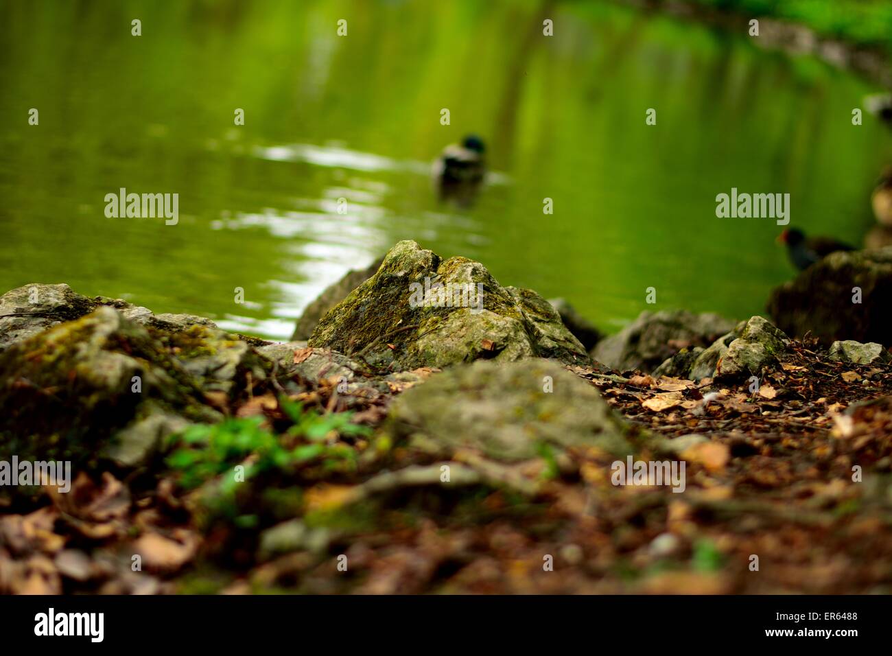 Rochers près d'une petite rivière avec un canard dans un arrière-plan flou Banque D'Images