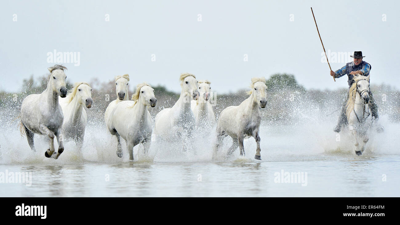 Troupeau de chevaux blancs courir sur l'eau de la mer. La France. Banque D'Images
