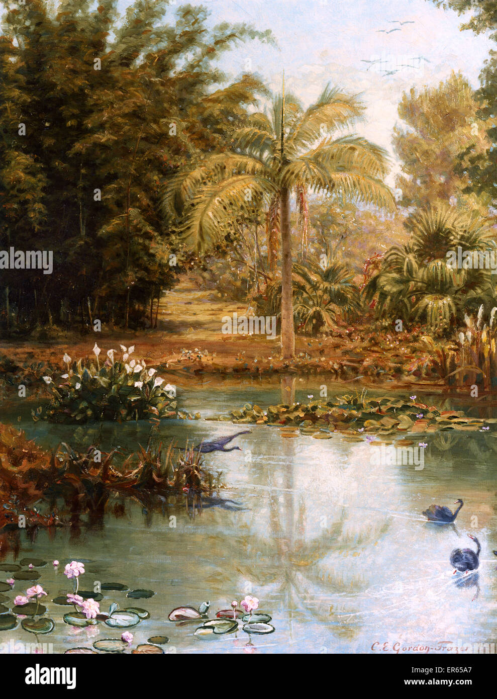 Black Swans, Charles E Gordon Frazer Banque D'Images