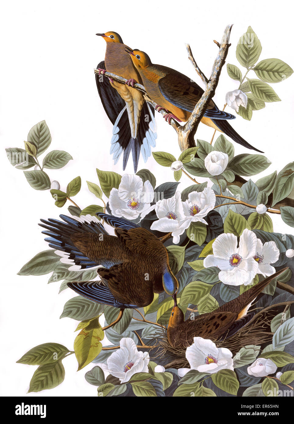 Carolina Turtle Dove, par John James Audubon Banque D'Images