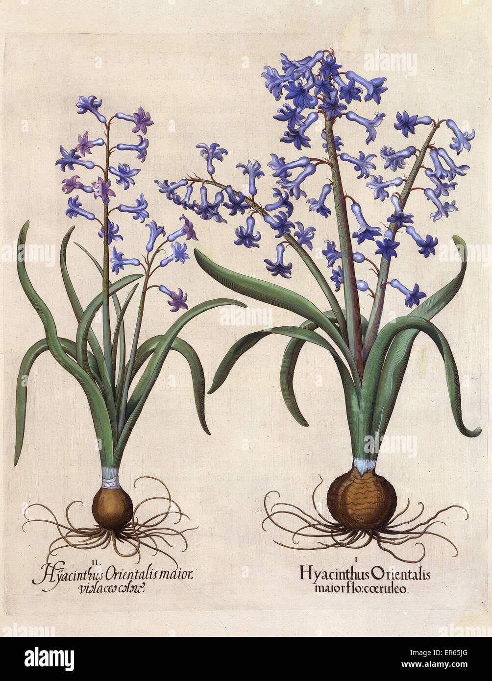Hyacinthus orientalis, également connu sous le nom de jacinthe commune, garden hyacinth néerlandais et Jacinthe, dessiné par Basilius Besler (1561-1629), l'une des nombreuses plaques dans un livre intitulé Hortus Eystattensis sive diligens et accurata omnium plantarum, florum, stirpium ex varii Banque D'Images