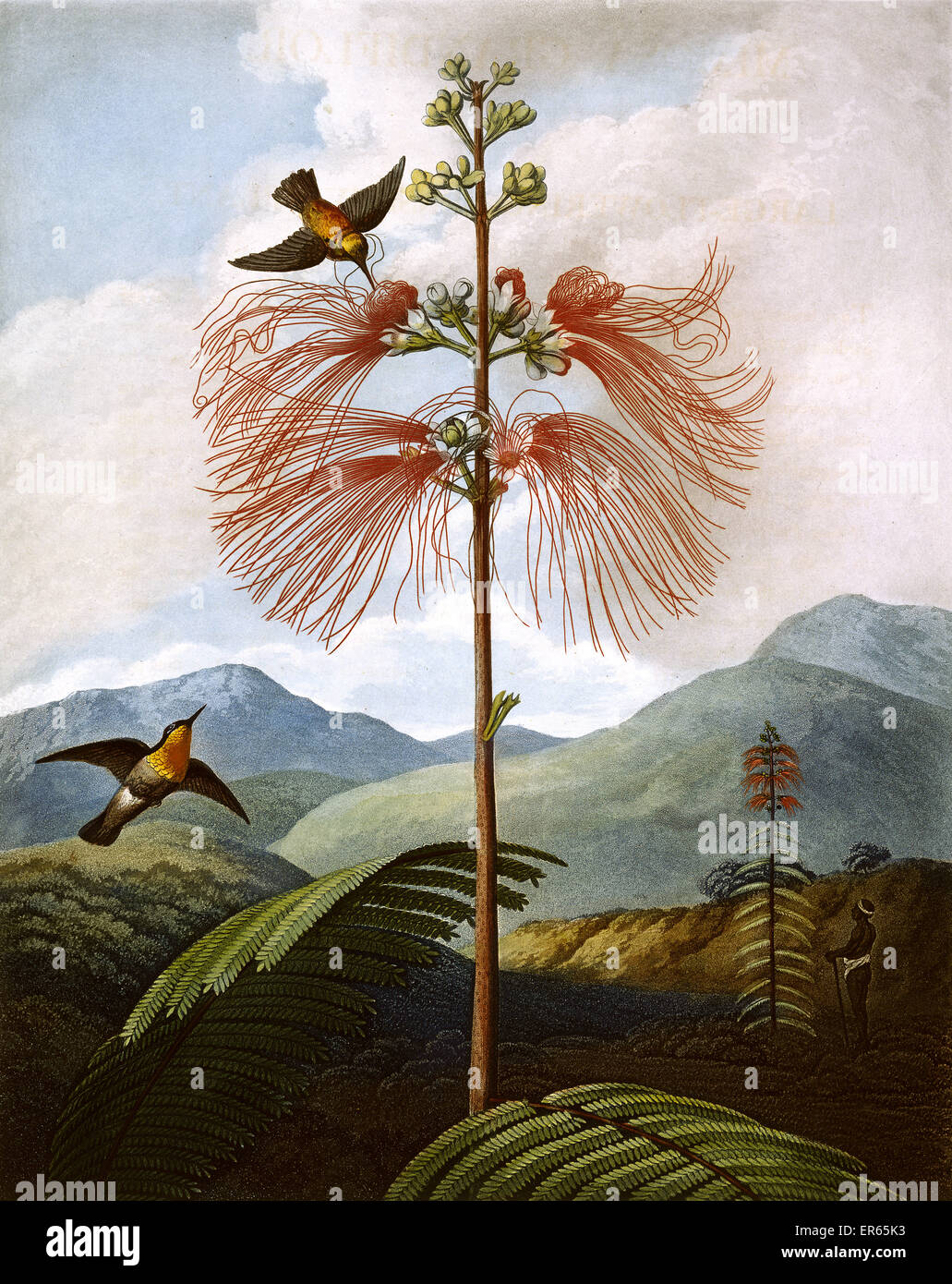 Grande fleur Plante Sensitive, gravée par Philip Reinagle Stadler après, dans un livre intitulé Le Temple de la flore par le Dr Robert John Thornton (1768-1837). Le livre a été publié entre 1799 et 1807. 1799 Banque D'Images