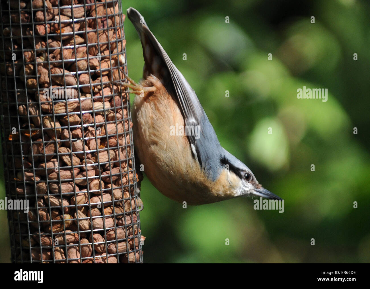 Mai 2015. Une Sittelle, Sitta europaea, sur un convoyeur d'arachide à Arundel, Sussex de l'Ouest. Banque D'Images