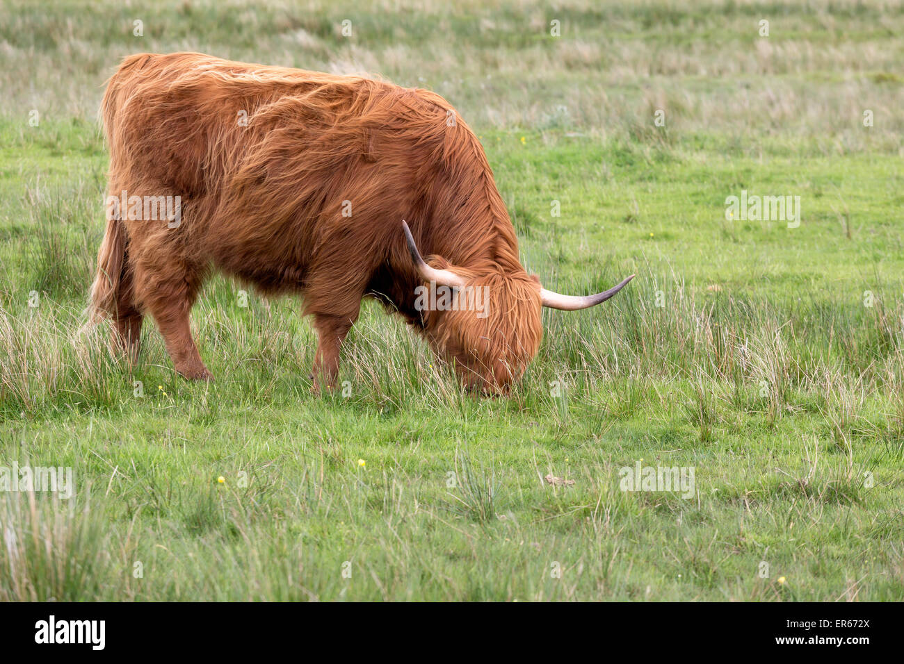 Gaélique écossais rouge adultes ou Highland cattle dans un pré sur l'île de Lewis et Harris dans les Hébrides extérieures Banque D'Images