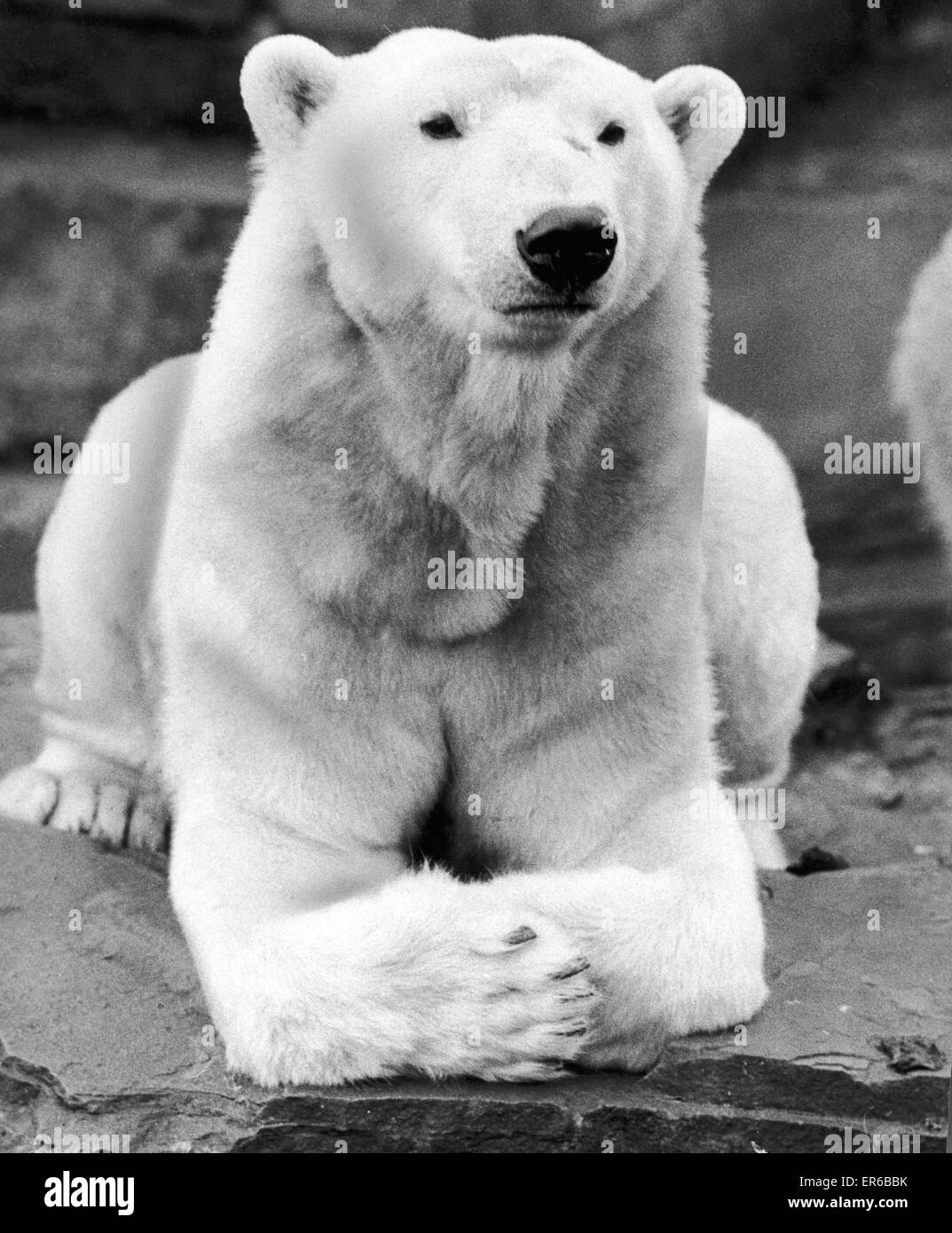 La vie peut être comme un alésage lorsque vous êtes à l'intérieur à l'extérieur. Il semble que c'est allié, le polar bear's problème comme il étudie les scène de ses terrasses sur Zoo. 16 avril 1971 Banque D'Images