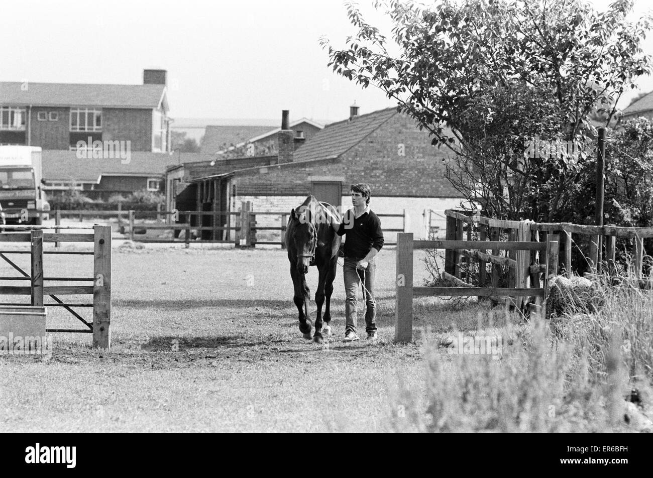 Cheval gagnant du Pigeon mer trente-sept courses, vu ici avec Steven Muldoon, fils de Pat Muldoon qui possède le cheval. 21 Juillet 1983 Banque D'Images