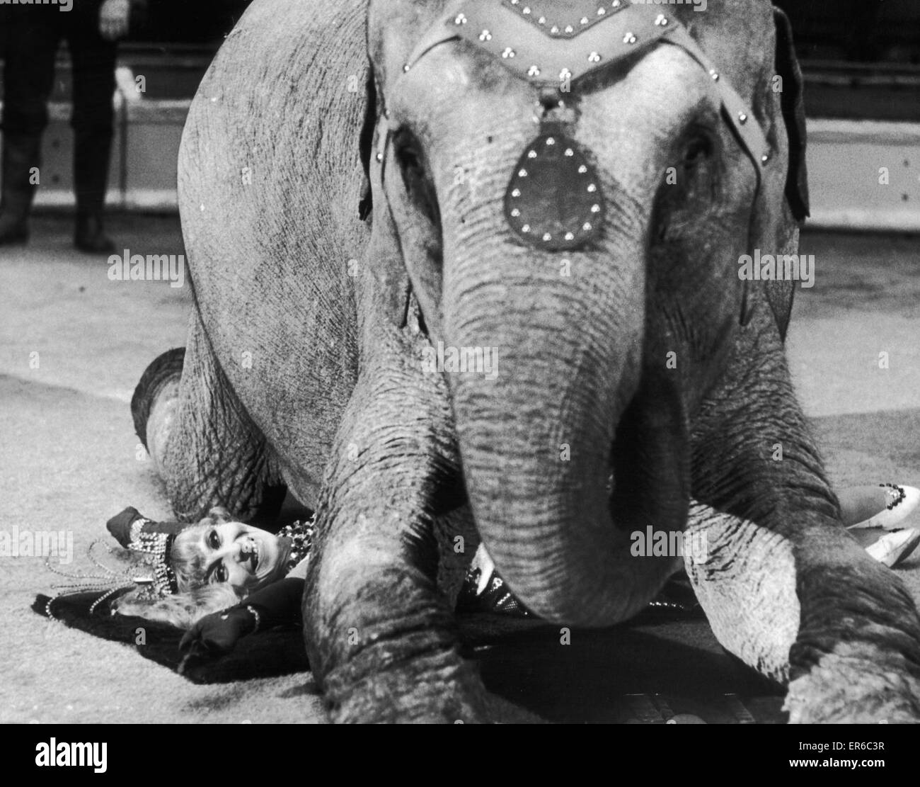 L'un des éléphants de la scène du Cirque Bell Vue qu'on voit ici en répétition de genou sur l'un des formateurs. Vers 1980 Banque D'Images