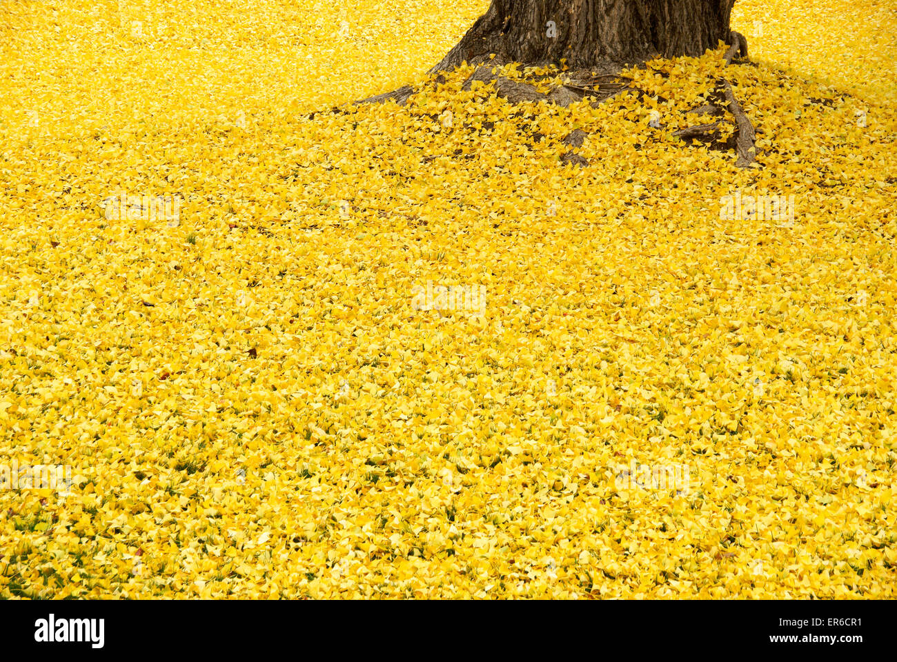 Le Ginko biloba feuilles sur le terrain. Banque D'Images