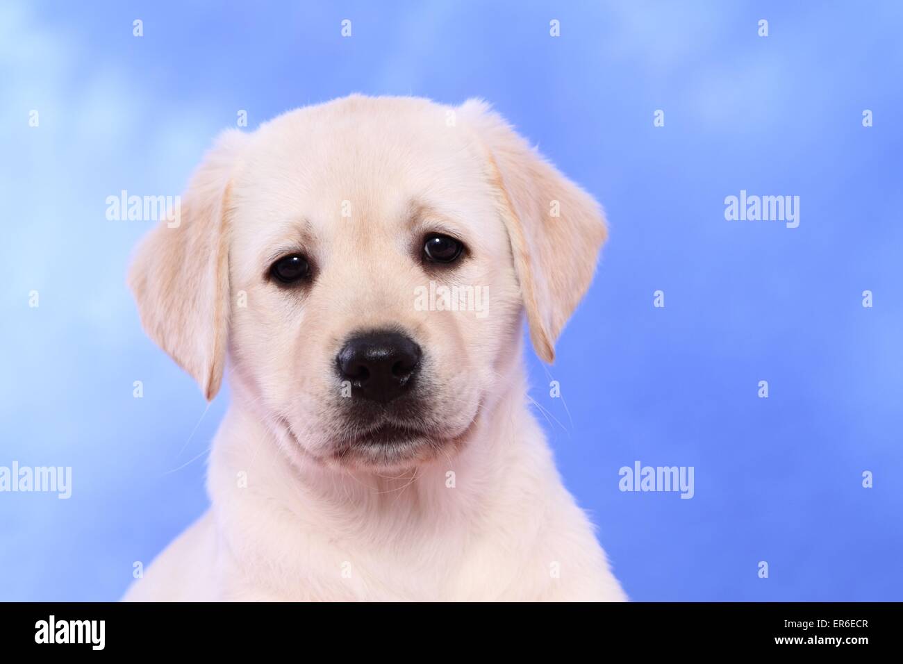 Labrador Retriever Chiot Photo Stock Alamy Labrador Retriever Chiot Photo Stock Alamy