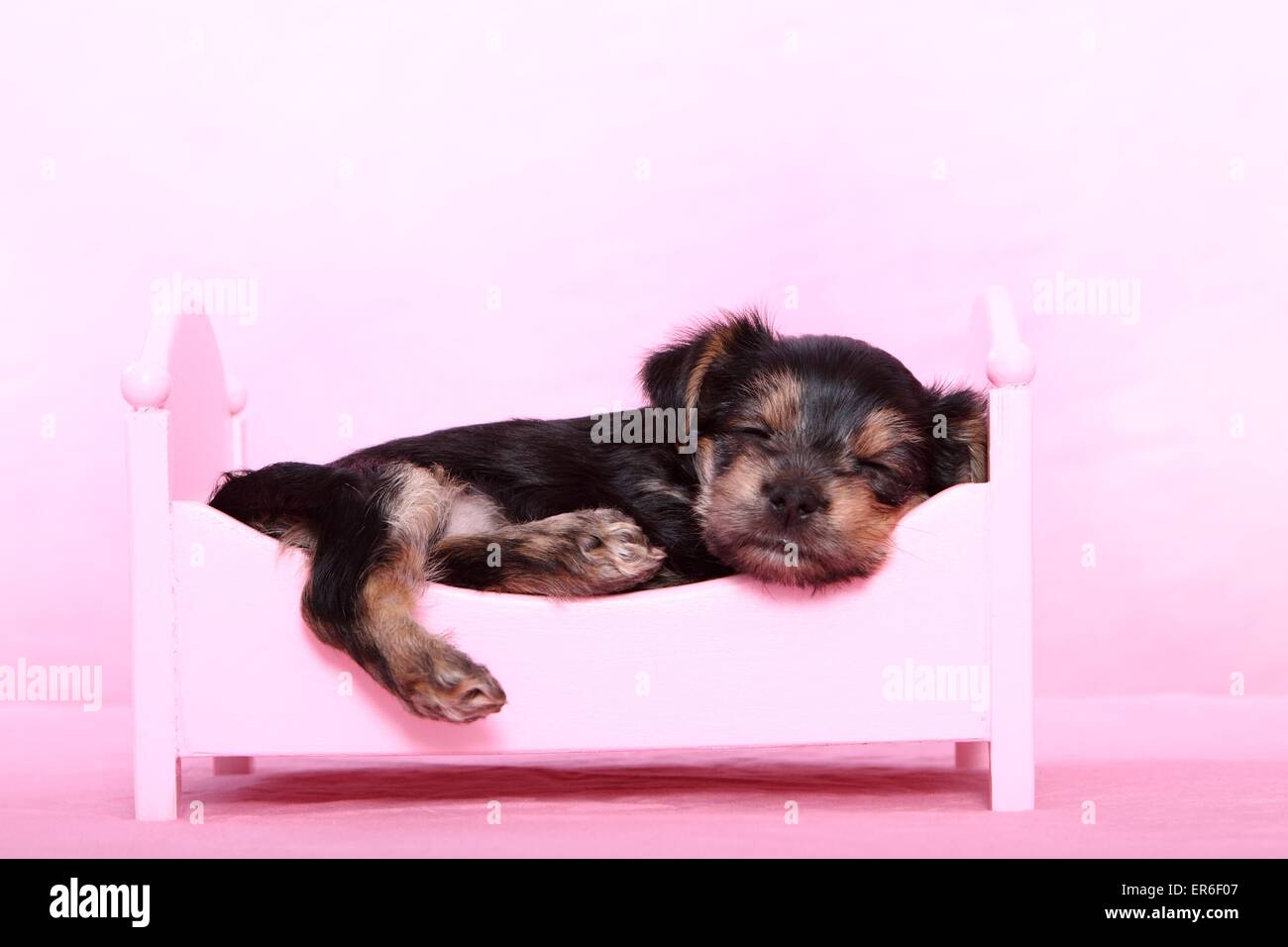 petit chien bâtard Banque D'Images