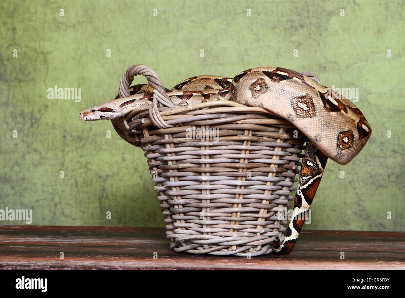 Boa constrictor Banque D'Images