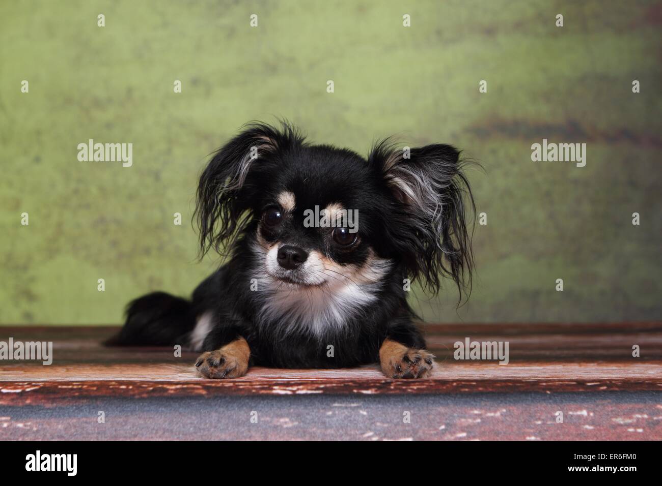 Situé à Chihuahua à poil long Banque D'Images