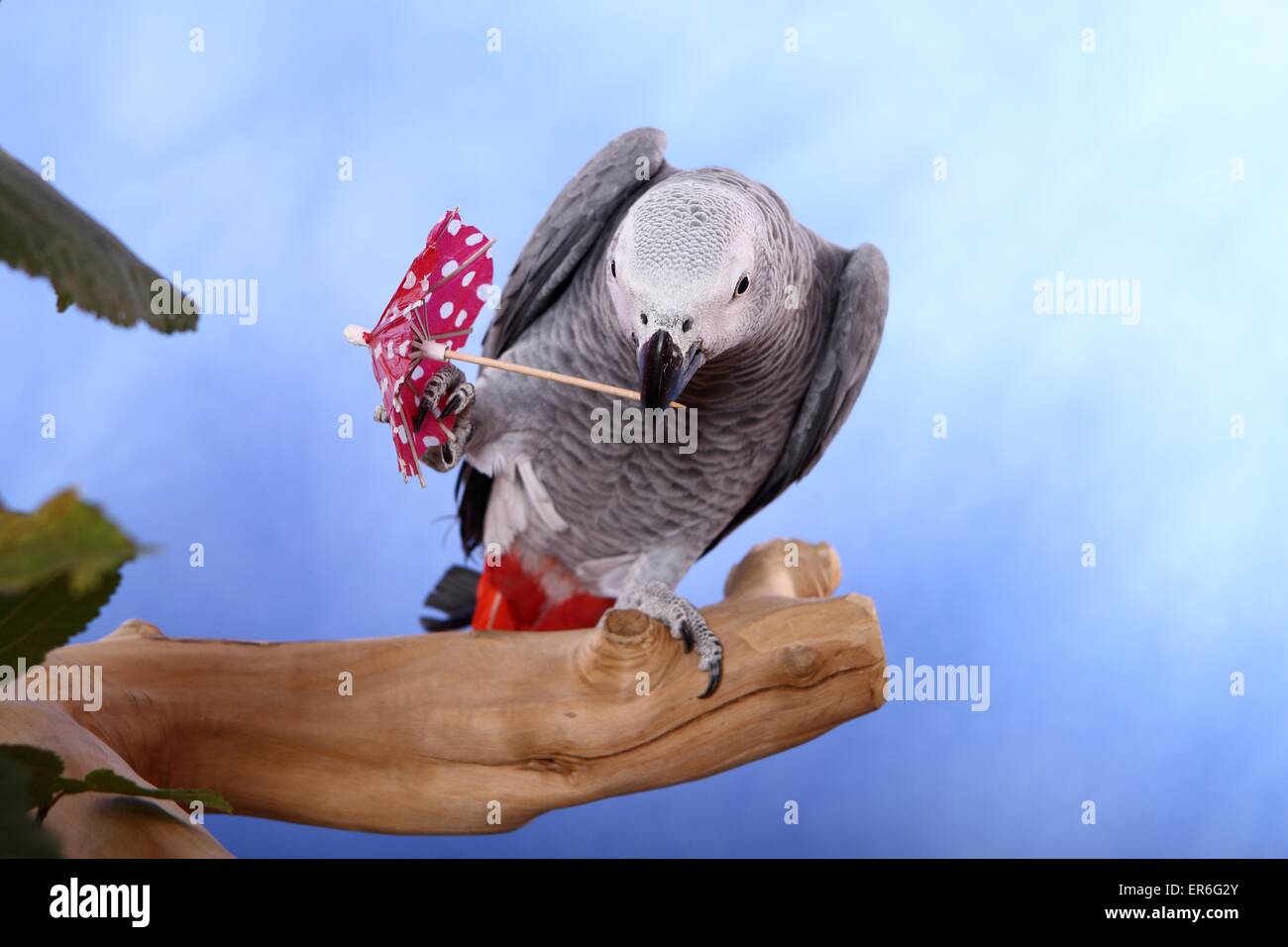 Perroquet gris d'afrique Banque D'Images