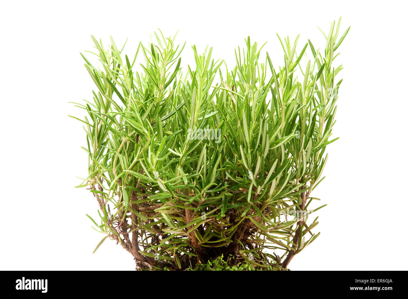 Rosemary plant sur un fond blanc Banque D'Images