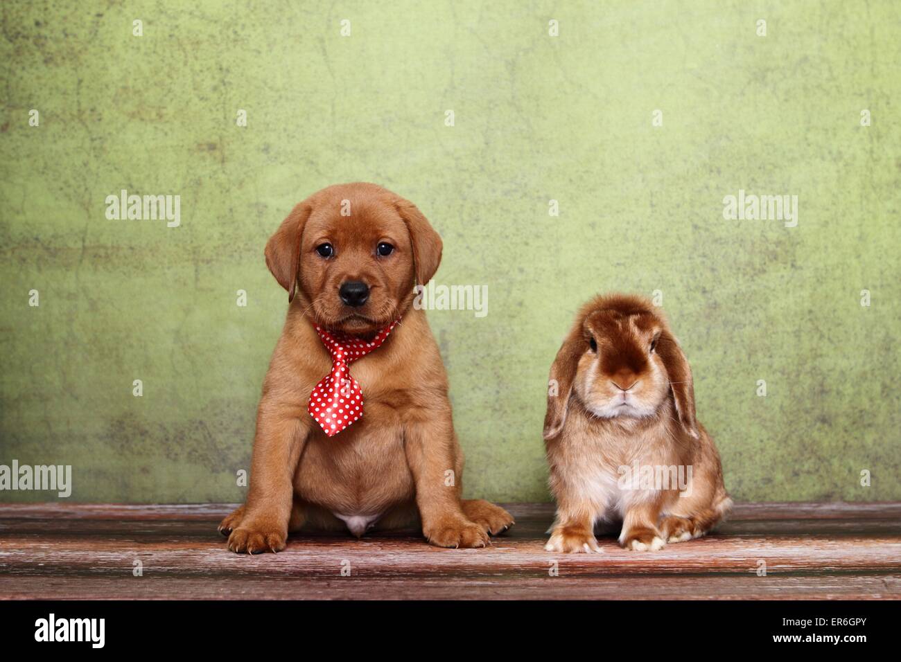 Lapin et chiot Banque D'Images