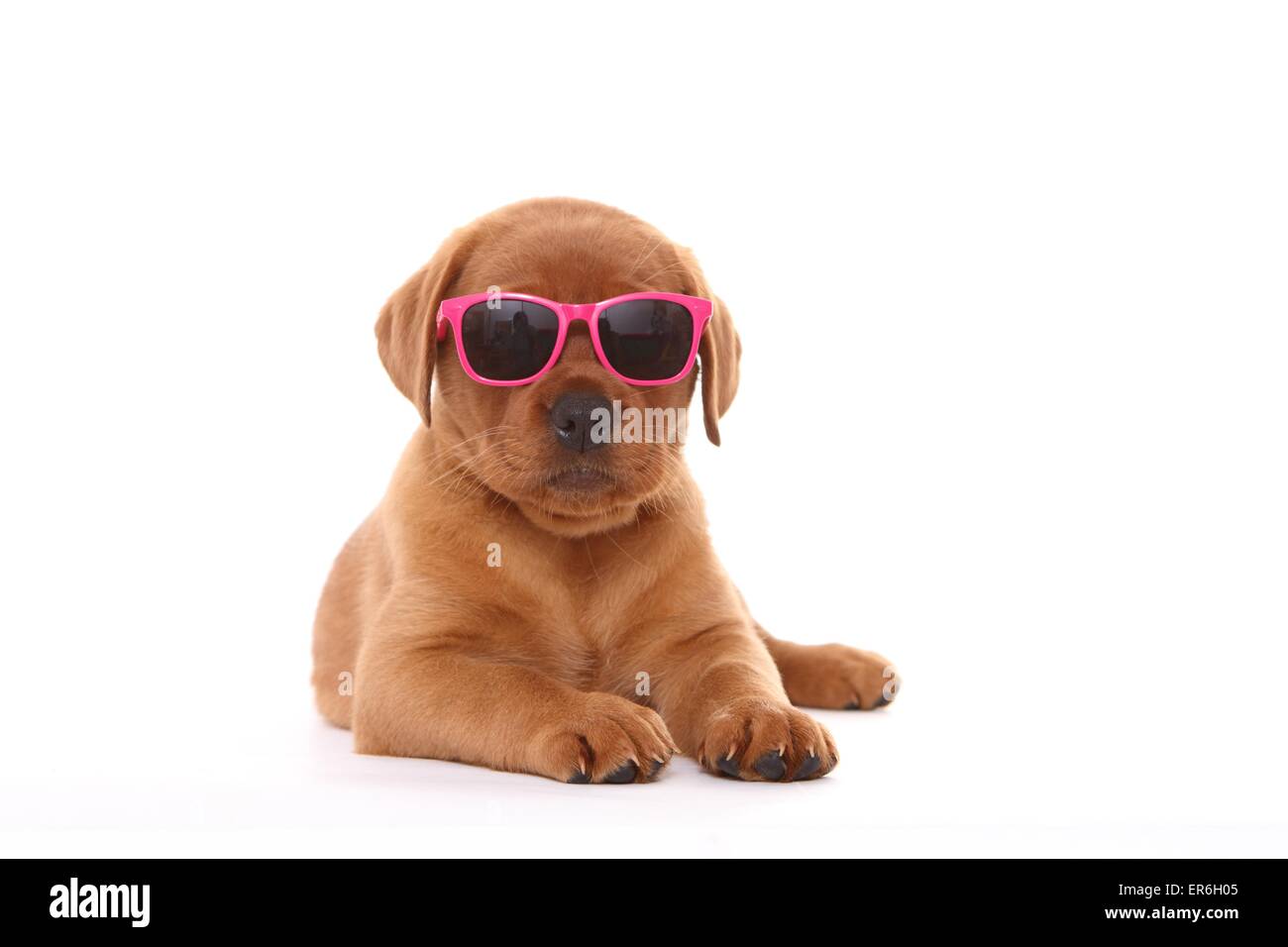 Labrador Retriever chiot Banque D'Images