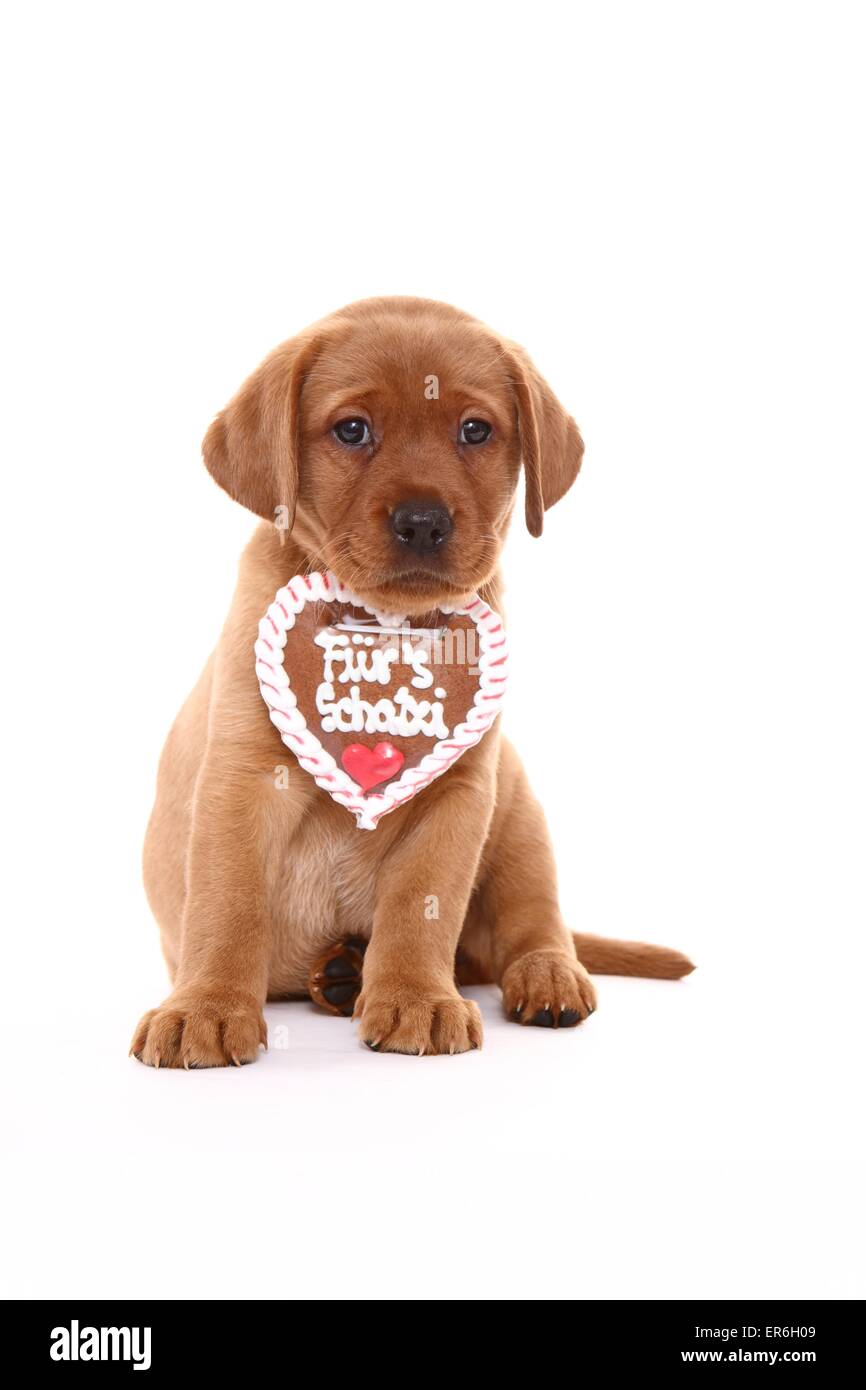 Labrador Retriever chiot Banque D'Images