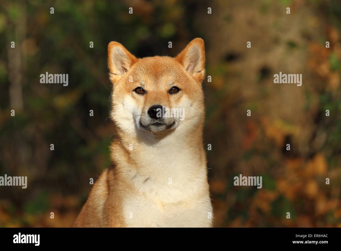 Shiba Inu Portrait Banque D'Images