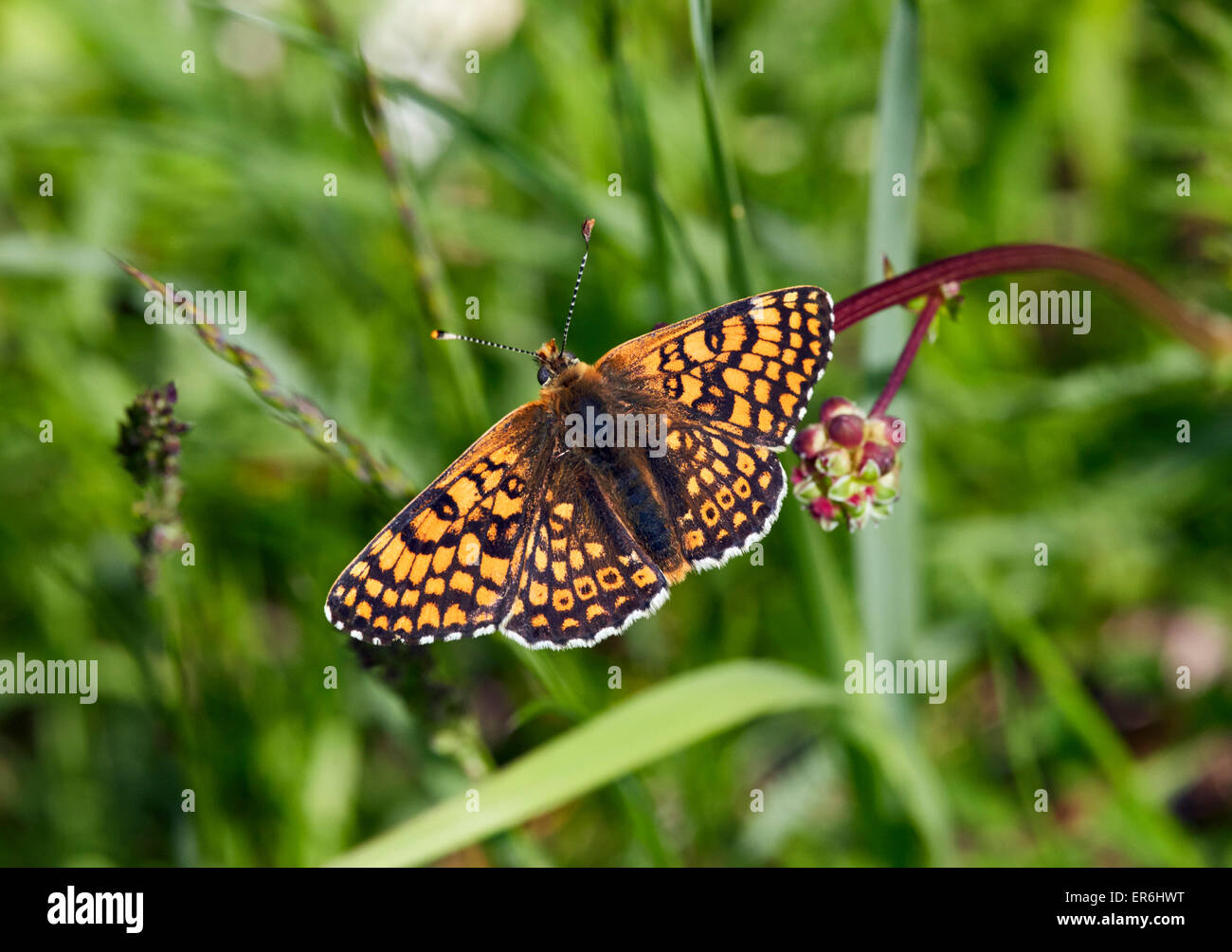 Glanville Fritillary perché sur un bouton floral. Hutchinson's Bank Nature Reserve, New Addington, Surrey, Angleterre. Banque D'Images