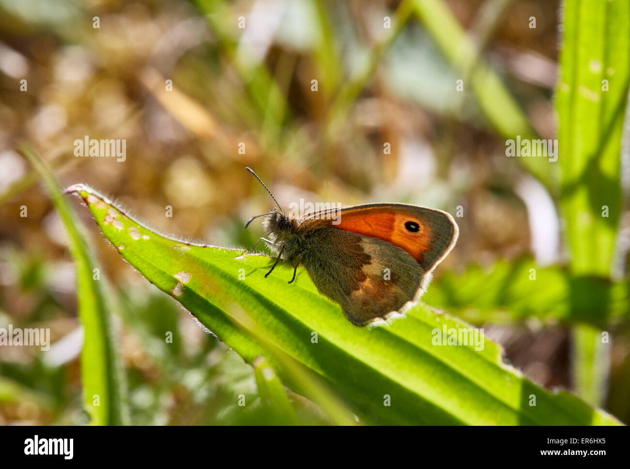 Perché sur Small Heath Plantain Lancéole. Hutchinson's Bank Nature Reserve, New Addington, Surrey, Angleterre. Banque D'Images