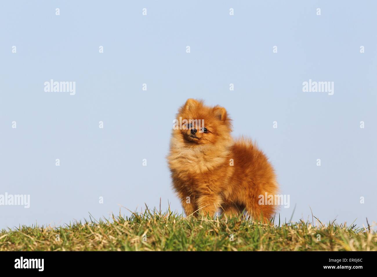 Pomeranian permanent Banque D'Images