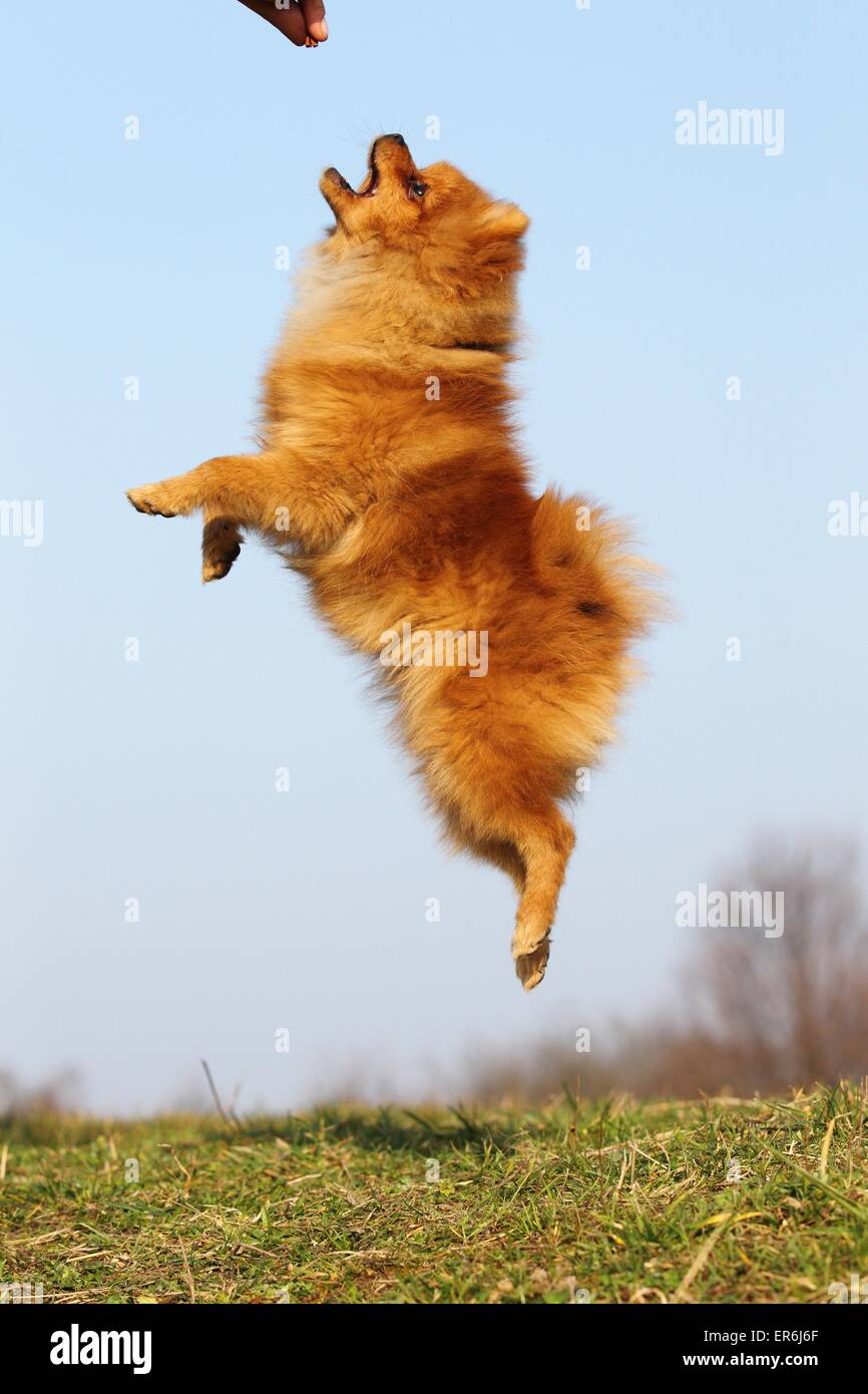 Pomeranian saut Banque D'Images