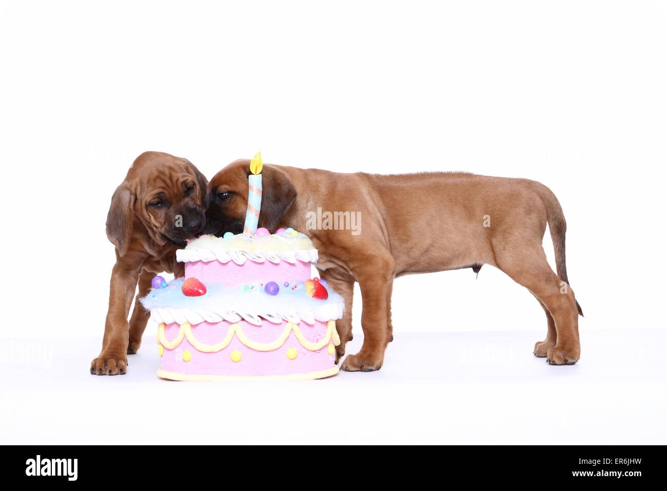 Chiots Rhodesian Ridgeback Banque D'Images