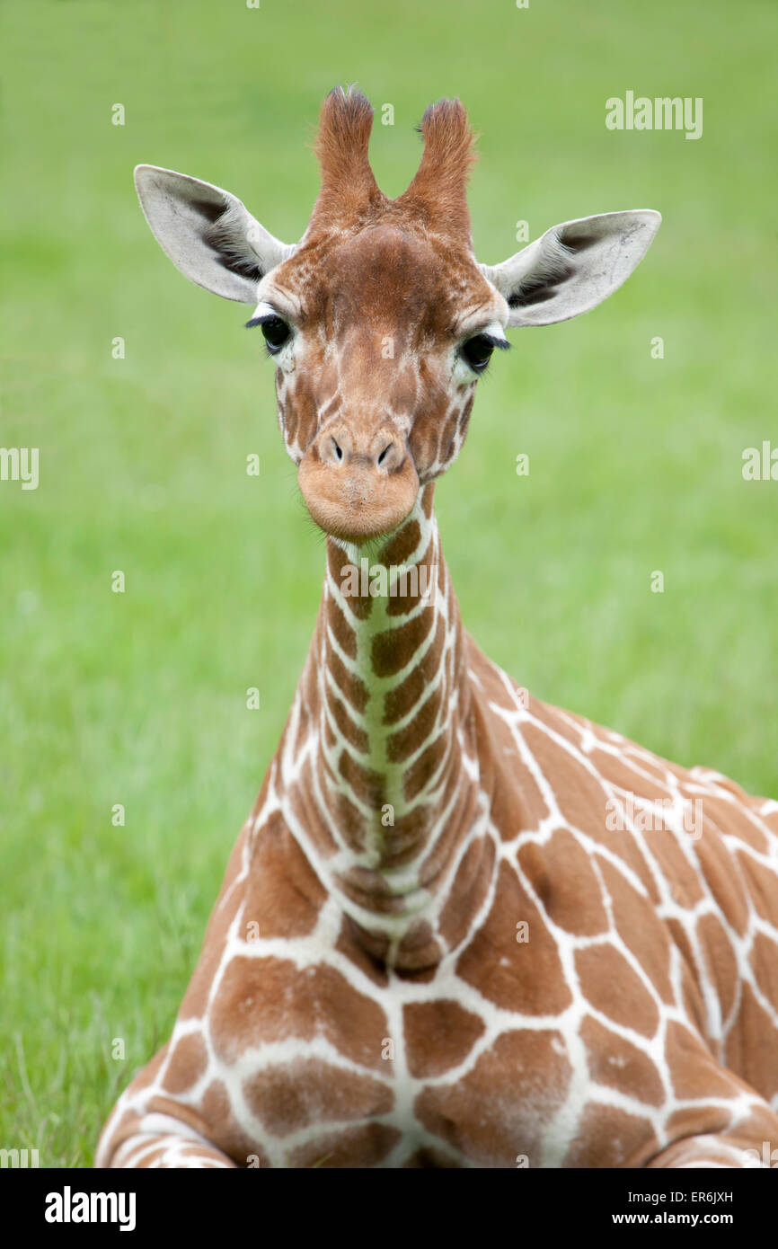 Young giraffe réticulée assis sur l'herbe Banque D'Images