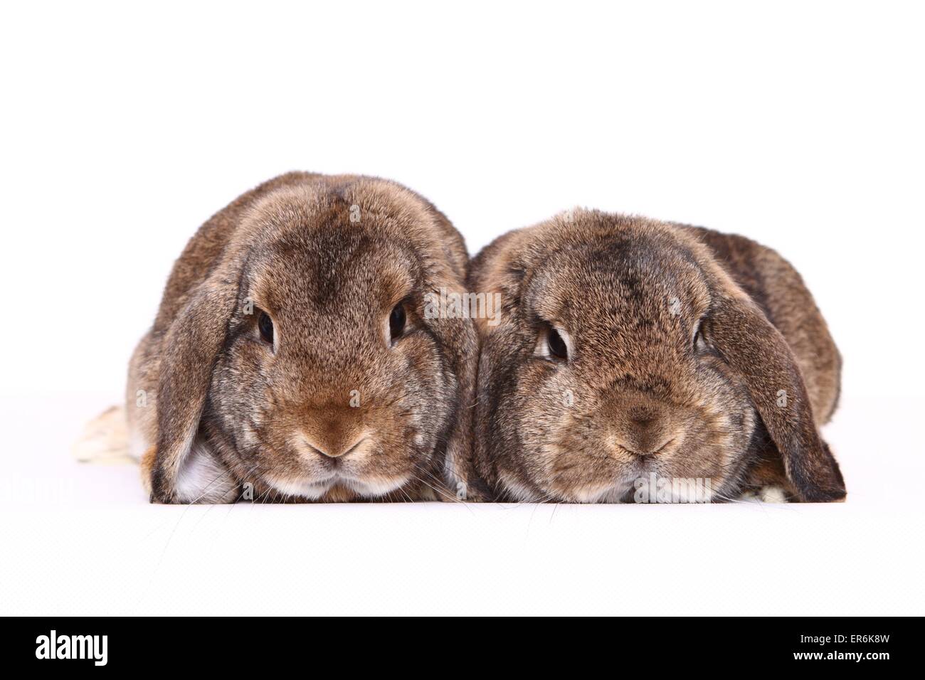 Mini Lop Banque D'Images